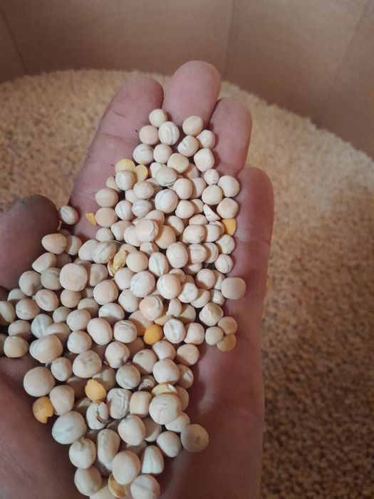 pszenżyto groch jęczmień ziemnaki