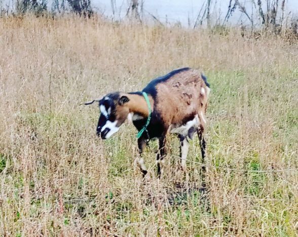 Продам кози дзвоніть за номером +380986318768