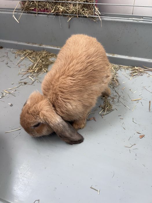 Coelhos fémeas (2 irmãs)