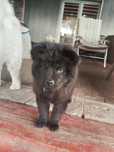 Chow chow szczeniak