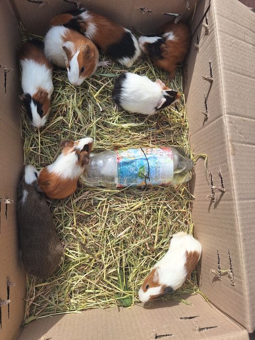 Морські свинки декоративні