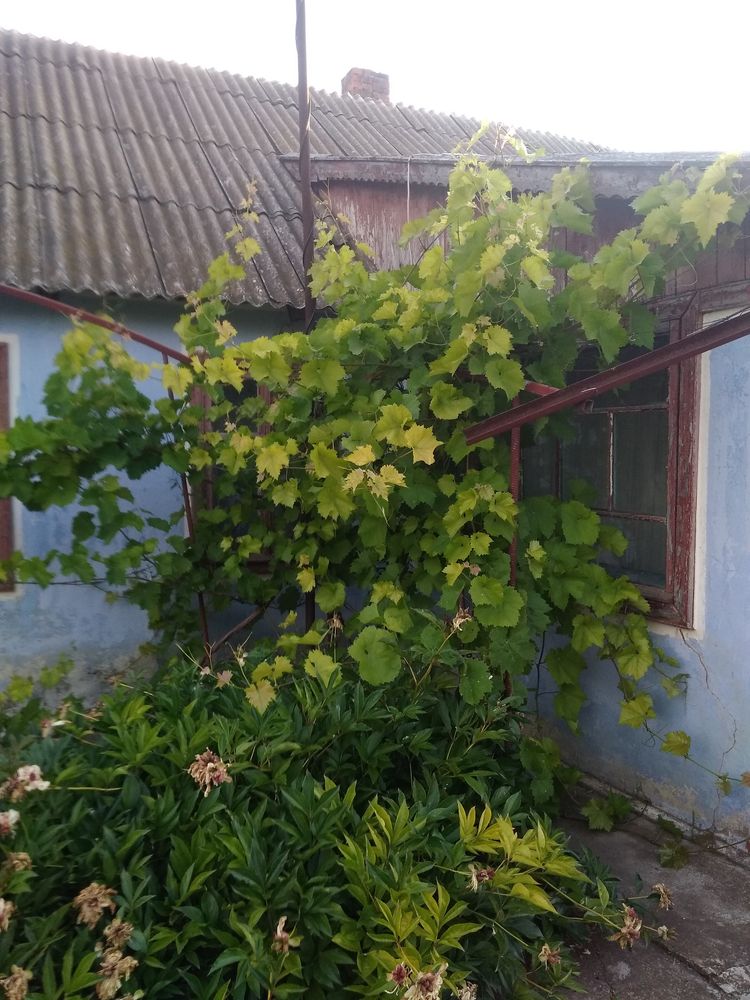 Продаю будинок 50 км від Одеси в с.Світлогірське
