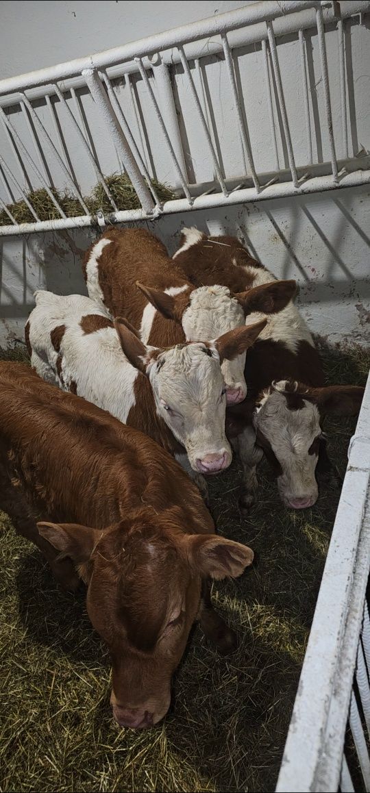 Cielęta byczki Mięsne krzyżówki bez pośredników