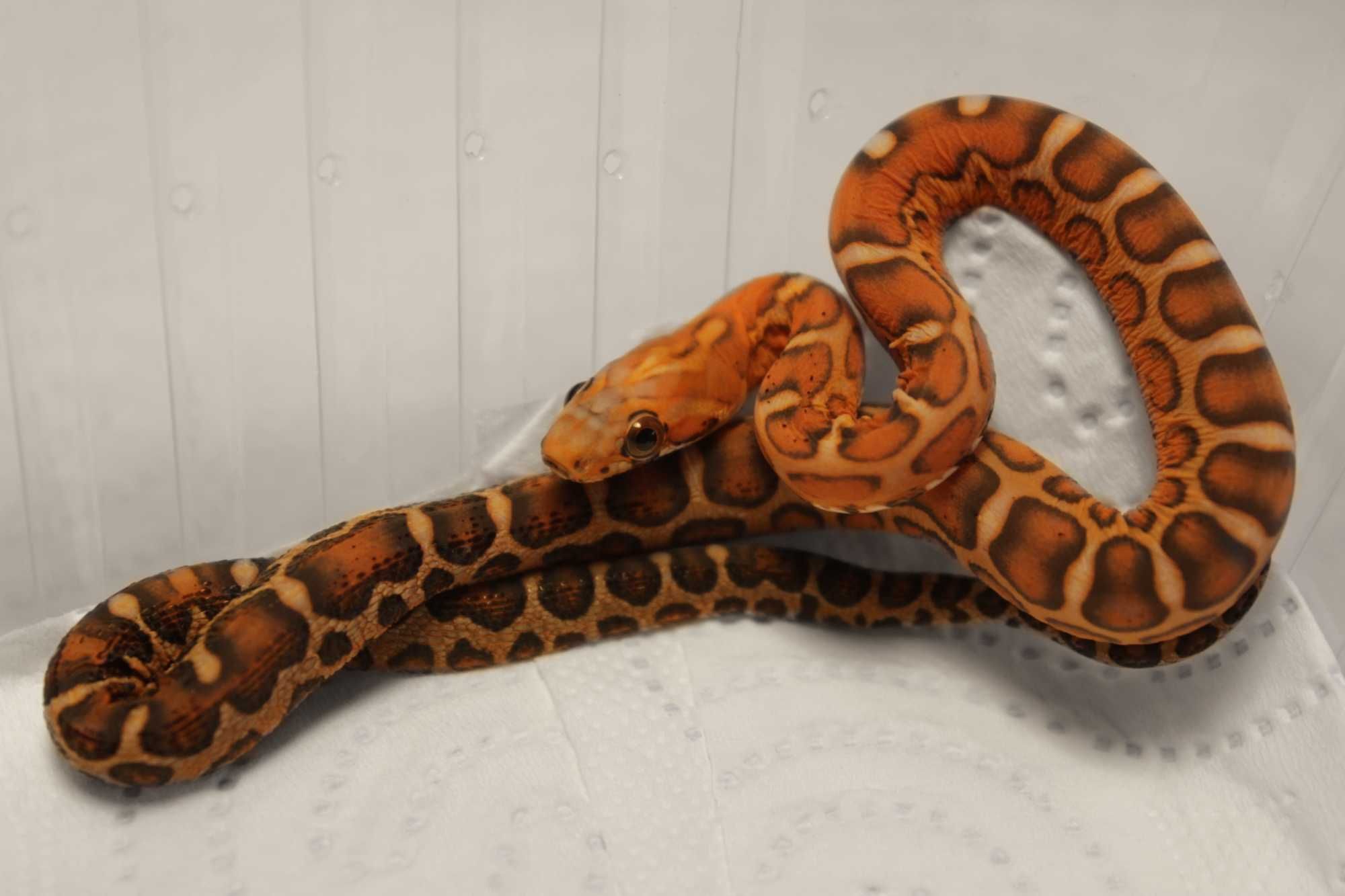 Scaleless Wąż zbożowy unikat rarytas samica