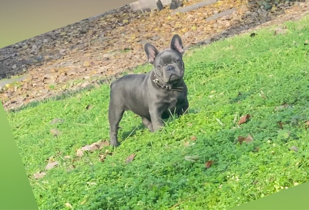 Французький бульдог