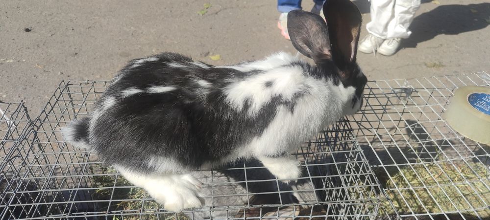 Продам КРОЛИКИ!!!