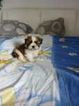Shih tzu piesek shih tzu