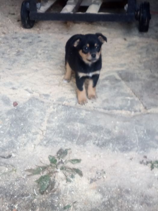 Oddam pieski za darmo