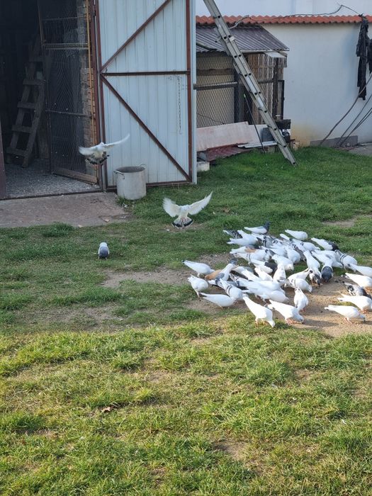 GOŁEBIE DO sprzedania