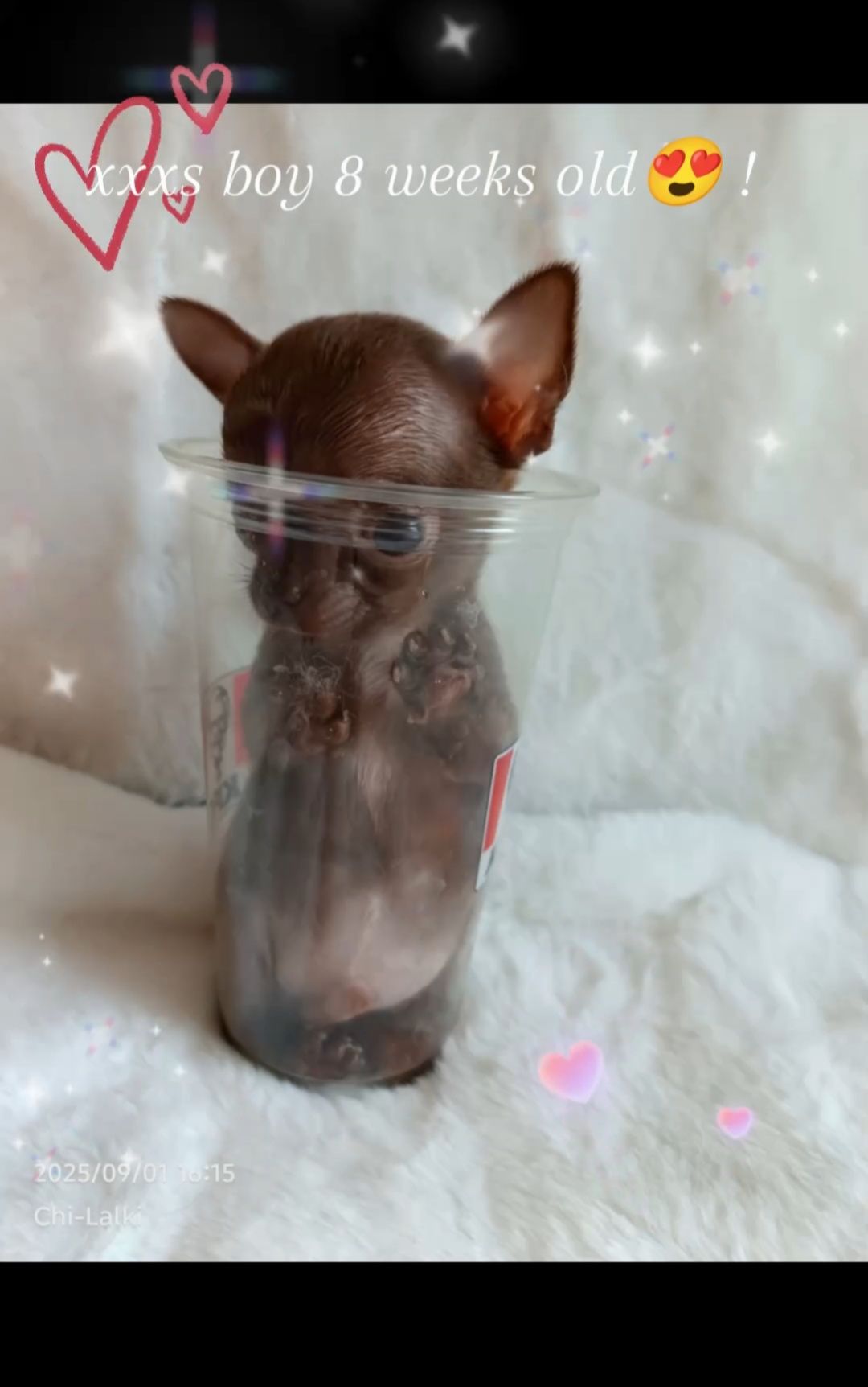 Chihuahua  xxxs chłopiec krótkowłosy samiec piesek zarezerwowany