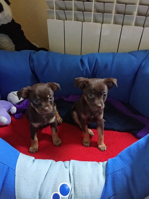 ШОКоладные тойчики