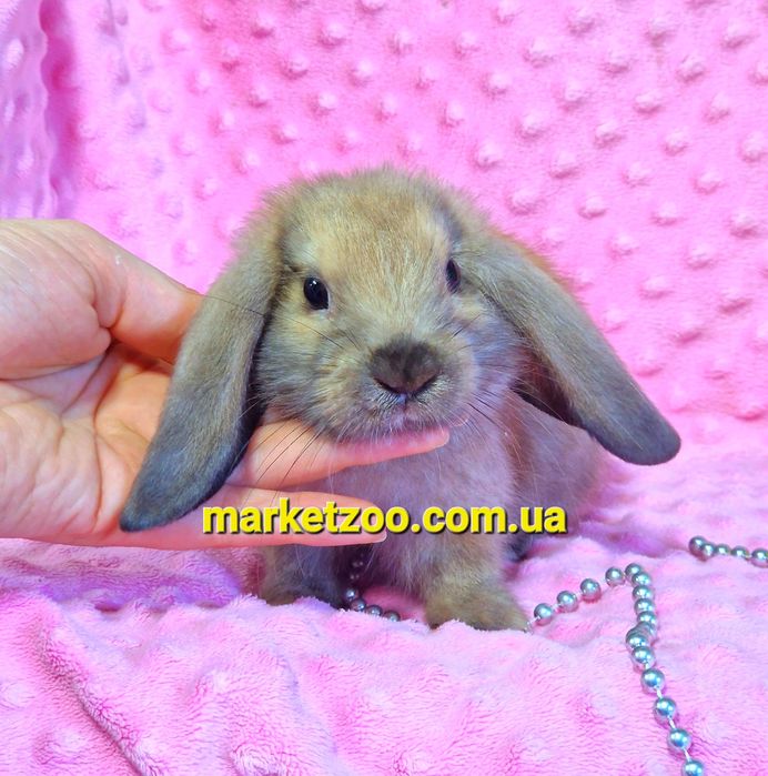 Мини мiнi кролик,карликовые кролики mini lop,висловухий вислоухий бара