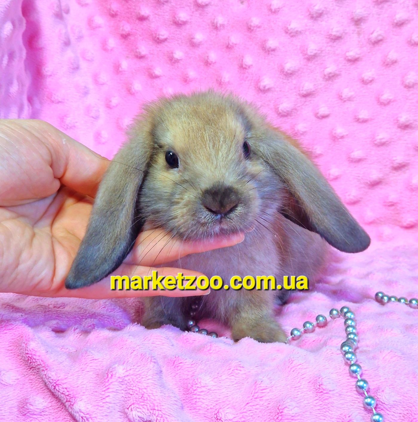 Мини мiнi кролик,карликовые кролики mini lop,висловухий вислоухий бара