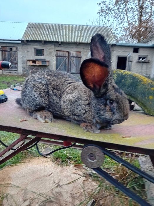 Króle  sprzedam samce samice