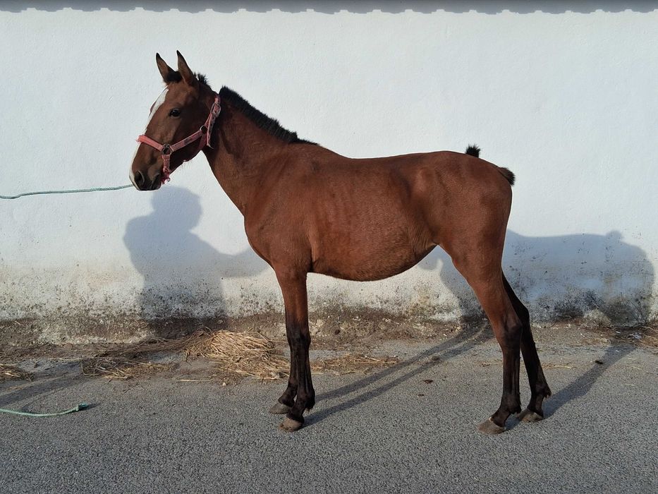 Vendo poldra castanha