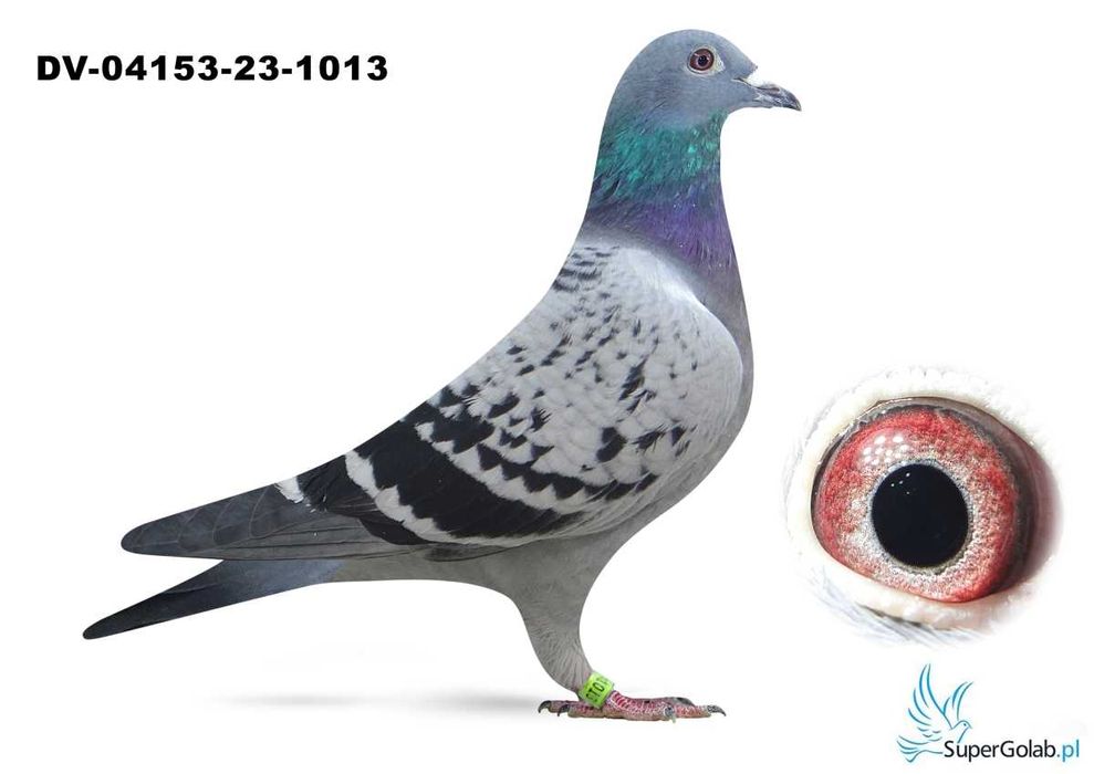 Samica,Hartmut Will,Gołębie Pocztowe,Golebie