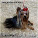york suczka yorki piesek pieski yorkshire terrier rodowód ZKwP FCI