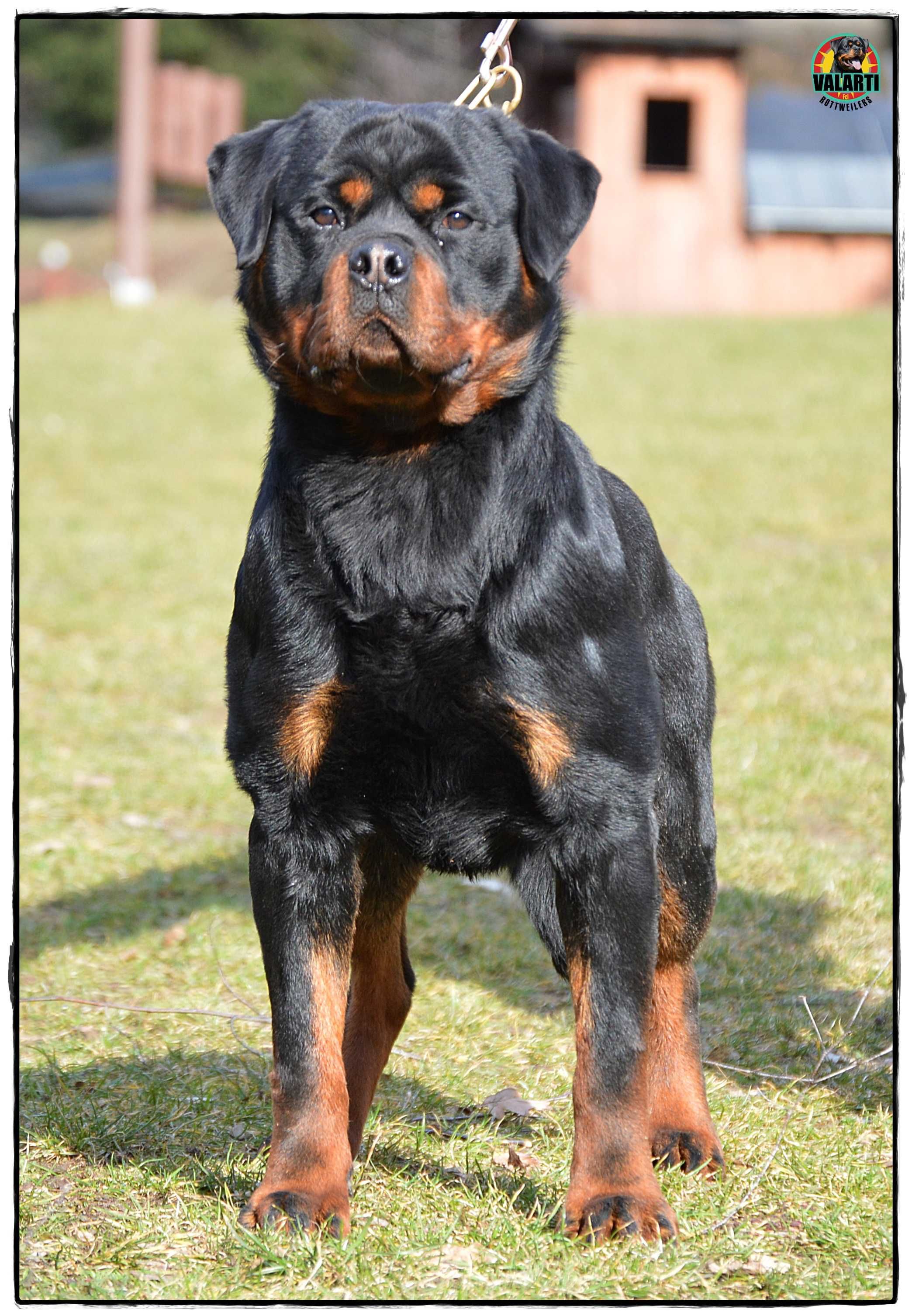 Rottweiler ZKwP/FCI - Rezerwacja 2024