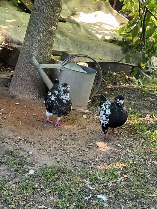 Gołębie Strasery Kingi Rysie