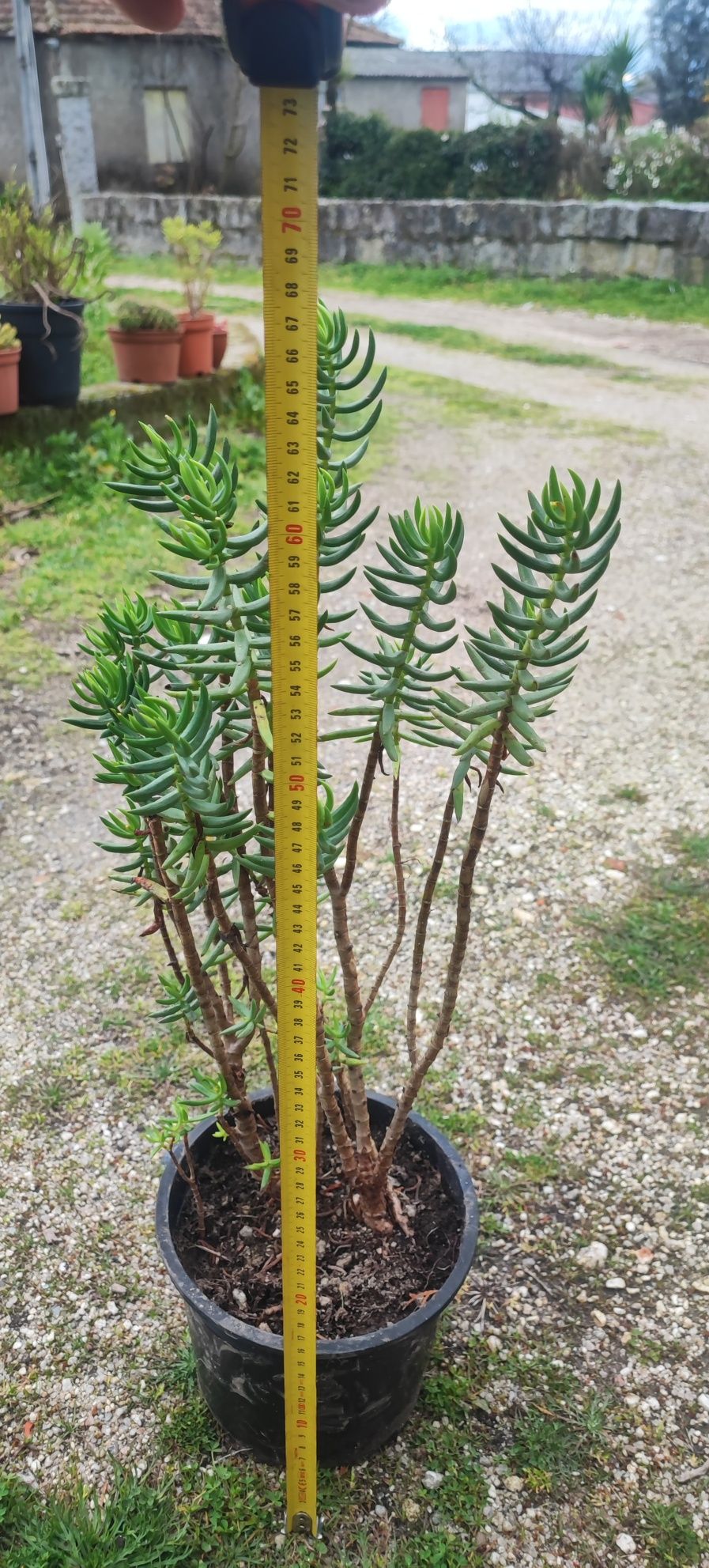 Planta suculenta