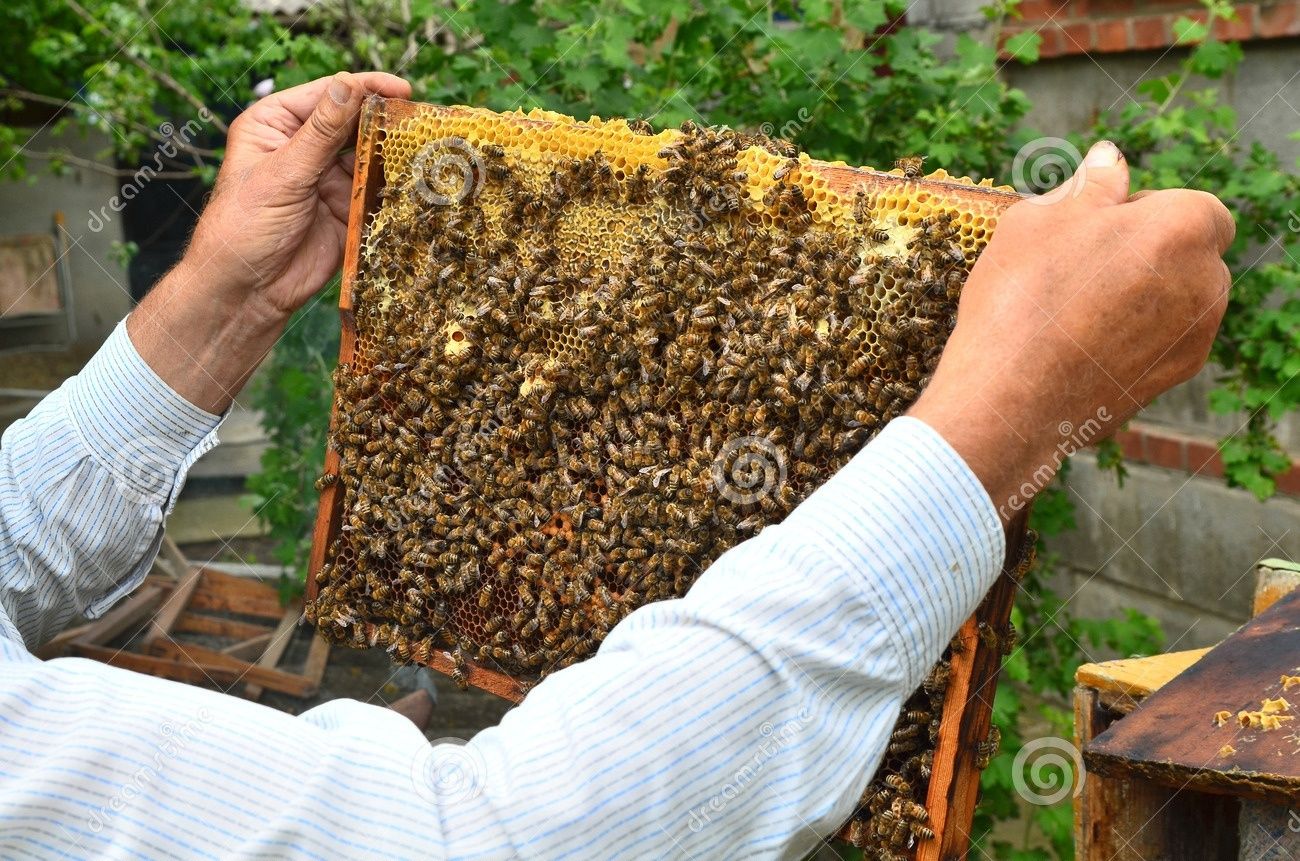 Продам пчел. Отводки и семьи