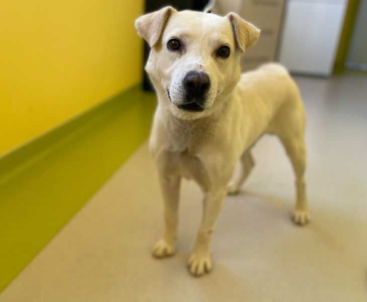 Orion- pies w typie labradora do adopcji