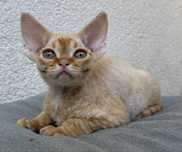 Rudy kocur devon rex FPL
