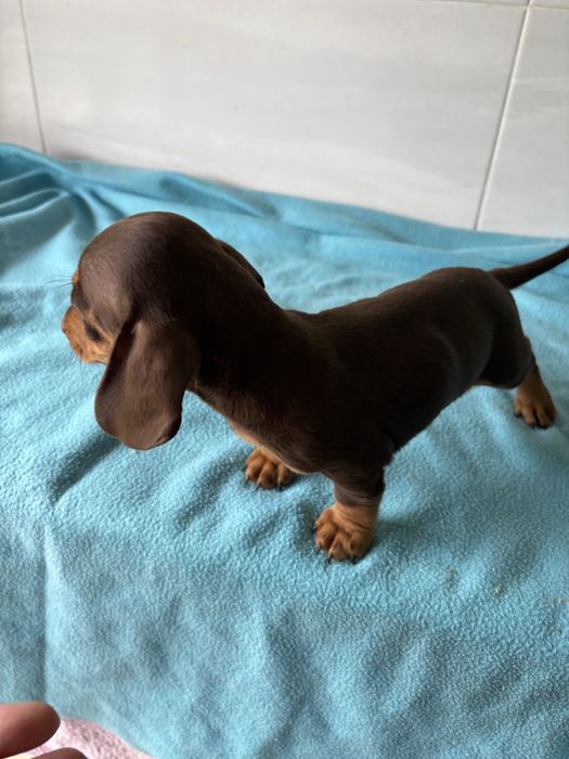 Teckel miniatura macho