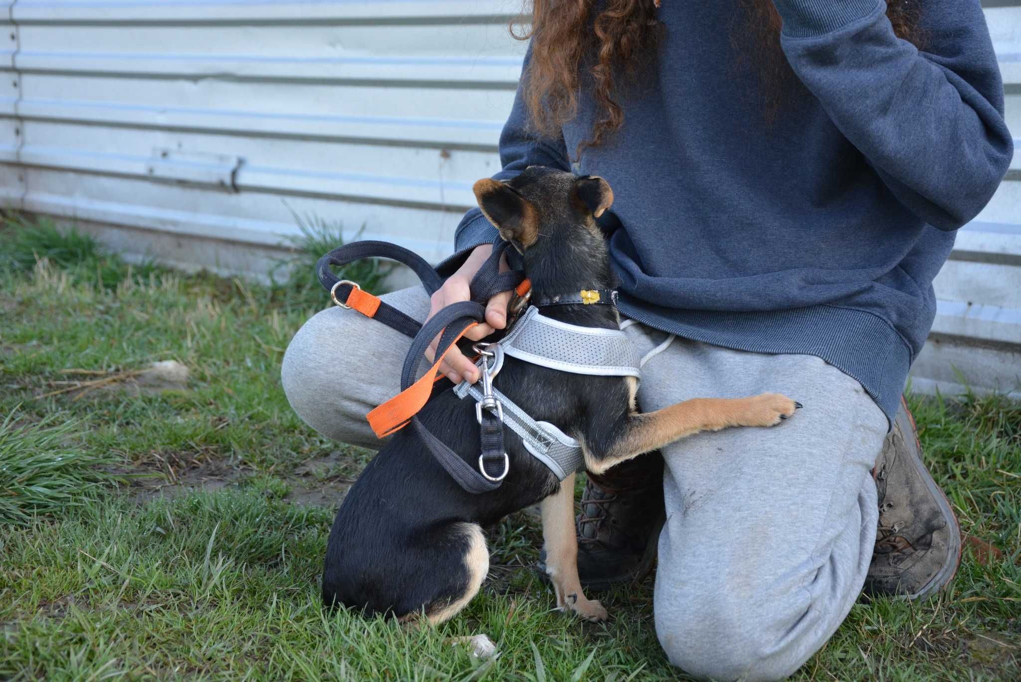 Luna - 6 miesięczny psiak szuka domu SŁODZIAK adopcja