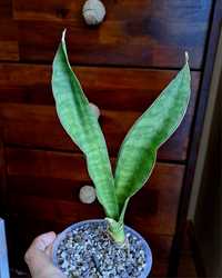 Sansevieria sansewieria sanseweria hybryda Rosalie