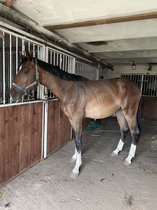 2 letni wałach po C- quattro PS/ Con spirito R