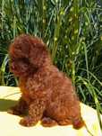 Pudel toy Red Brown z rodowodem
