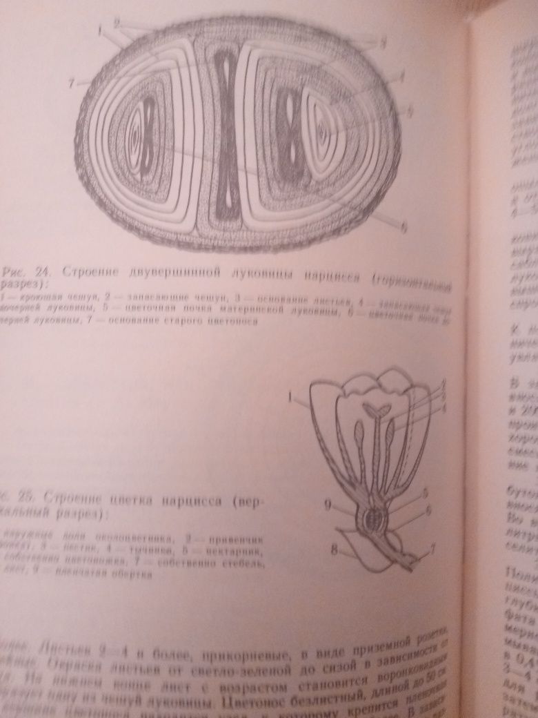 Книга Луковичные растения А. Д. Дьяченко