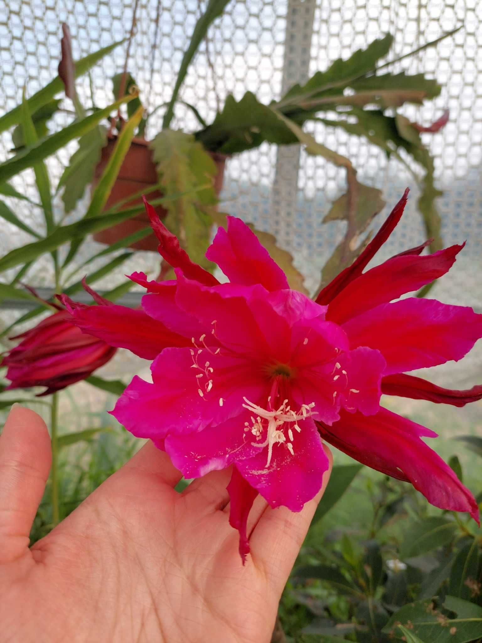 Epiphyllum Whirlibird.Li Hung Shan. Gerda..