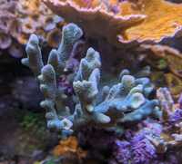 Montipora digitata błękitna sps