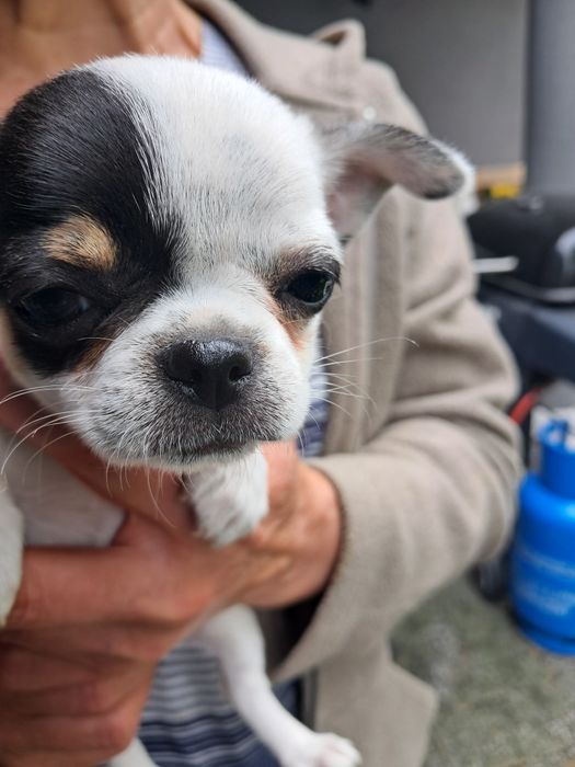 Szczeniak chihuahua piesek