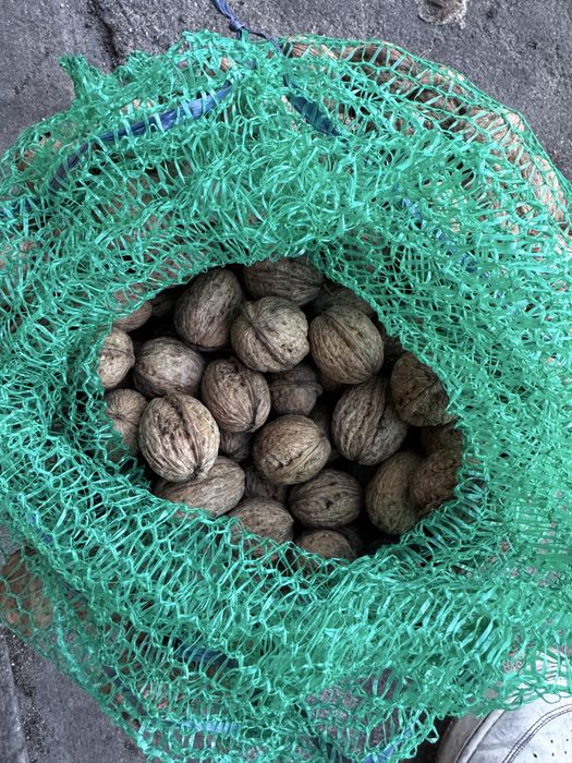 15KG Orzech Włoski 2025 z Własnej Działki