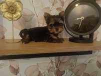 York mini piesek