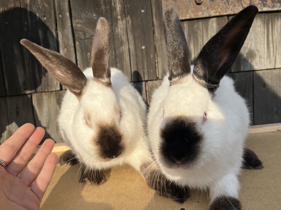 Samczyk kalifornijski czarny