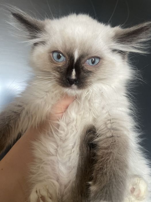 Ragdoll koteczka kocurek gotowe do zmiany domku