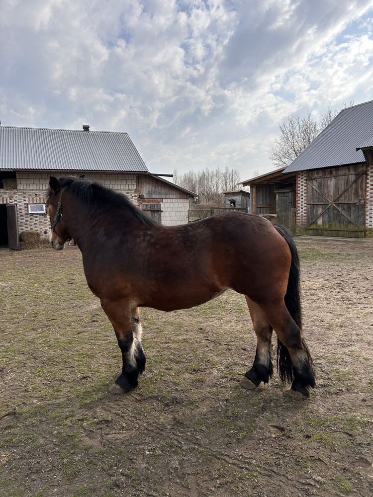 Klacz źrebica  PKZ