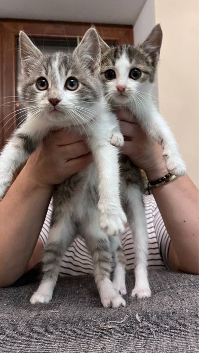 Віддам котиків в хороші руки