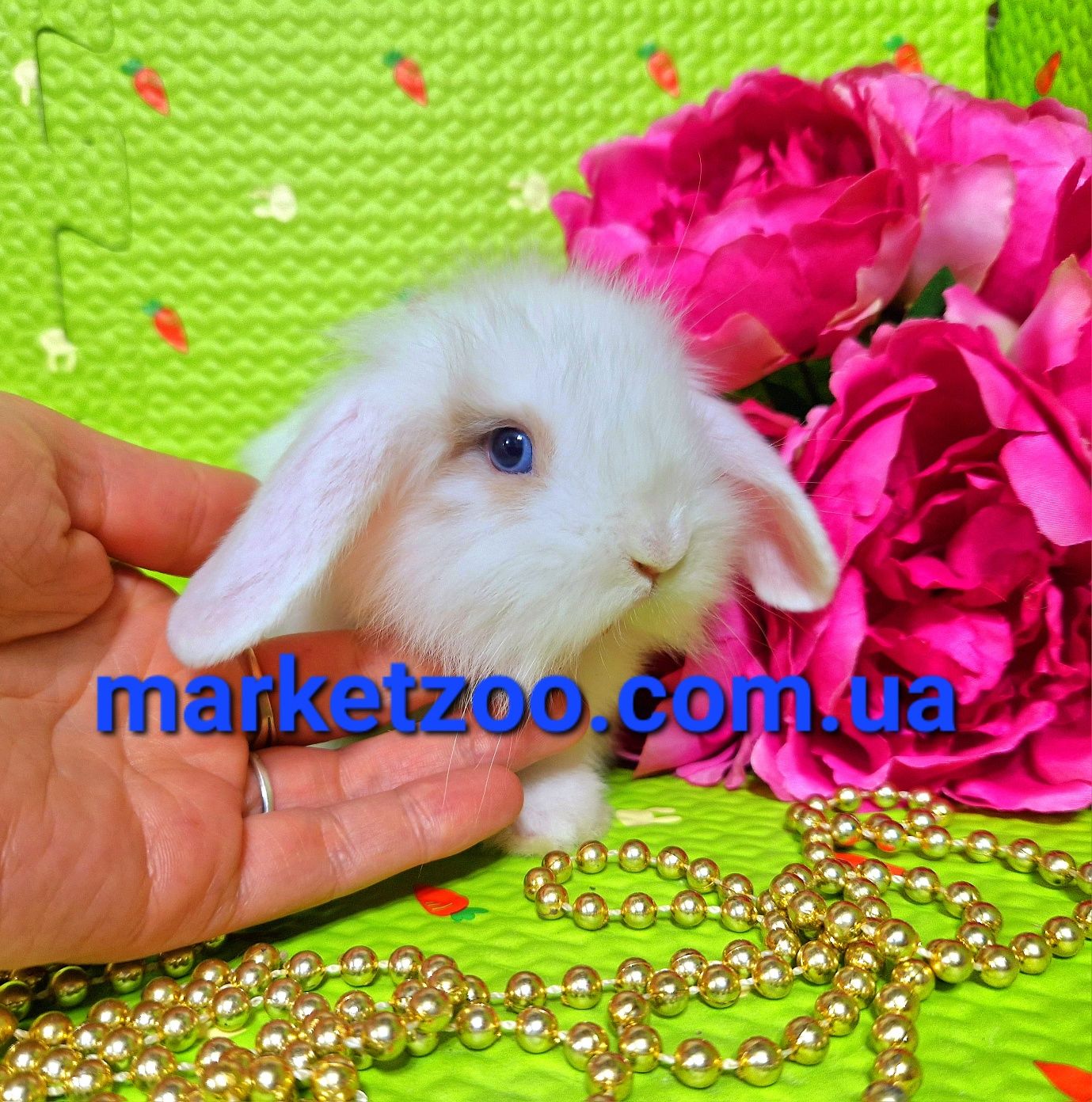 Mini lop  міні мини карликовые кролики вислоухий баранчик