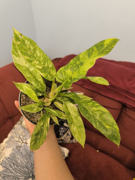 Philodendron filodendron ring of fire nr2