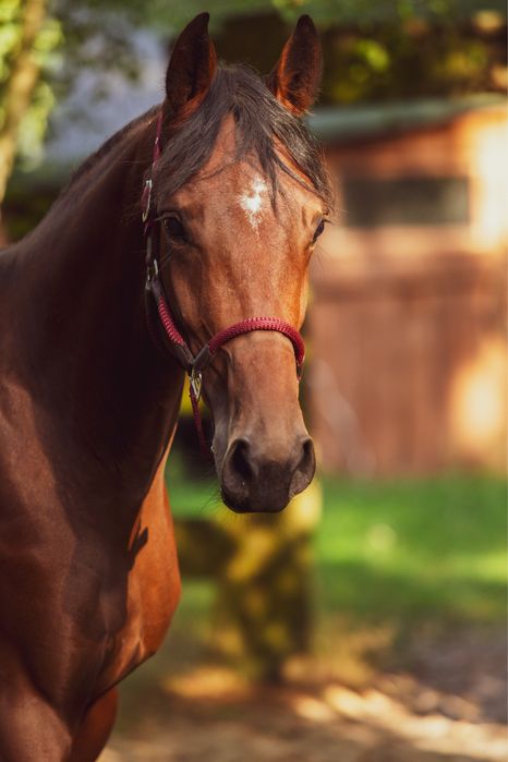 Młoda klacz do sportu
