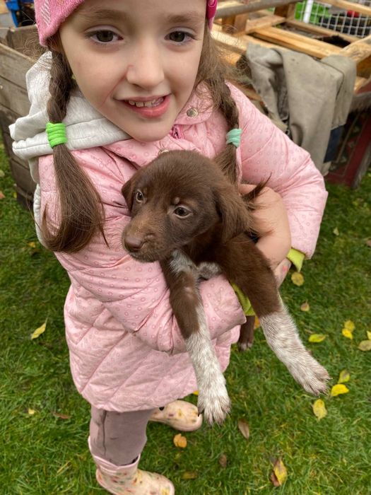 Цуценя 2-3 місяці Безкоштовно