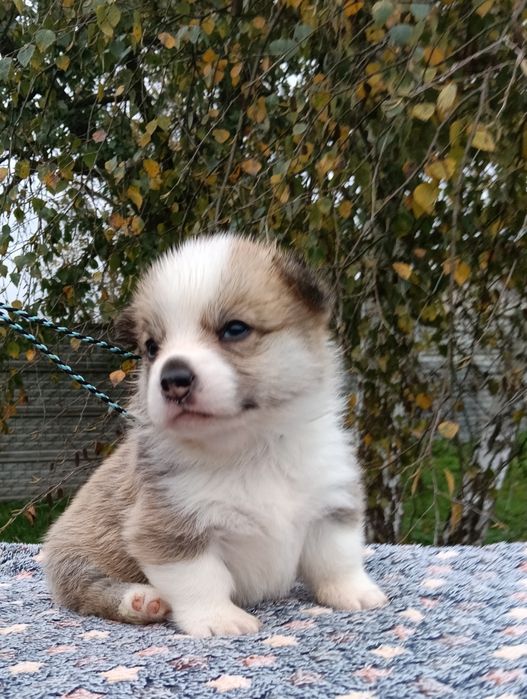 Śliczny chłopczyk Welsh Corgi Pembroke ZKwP FCI