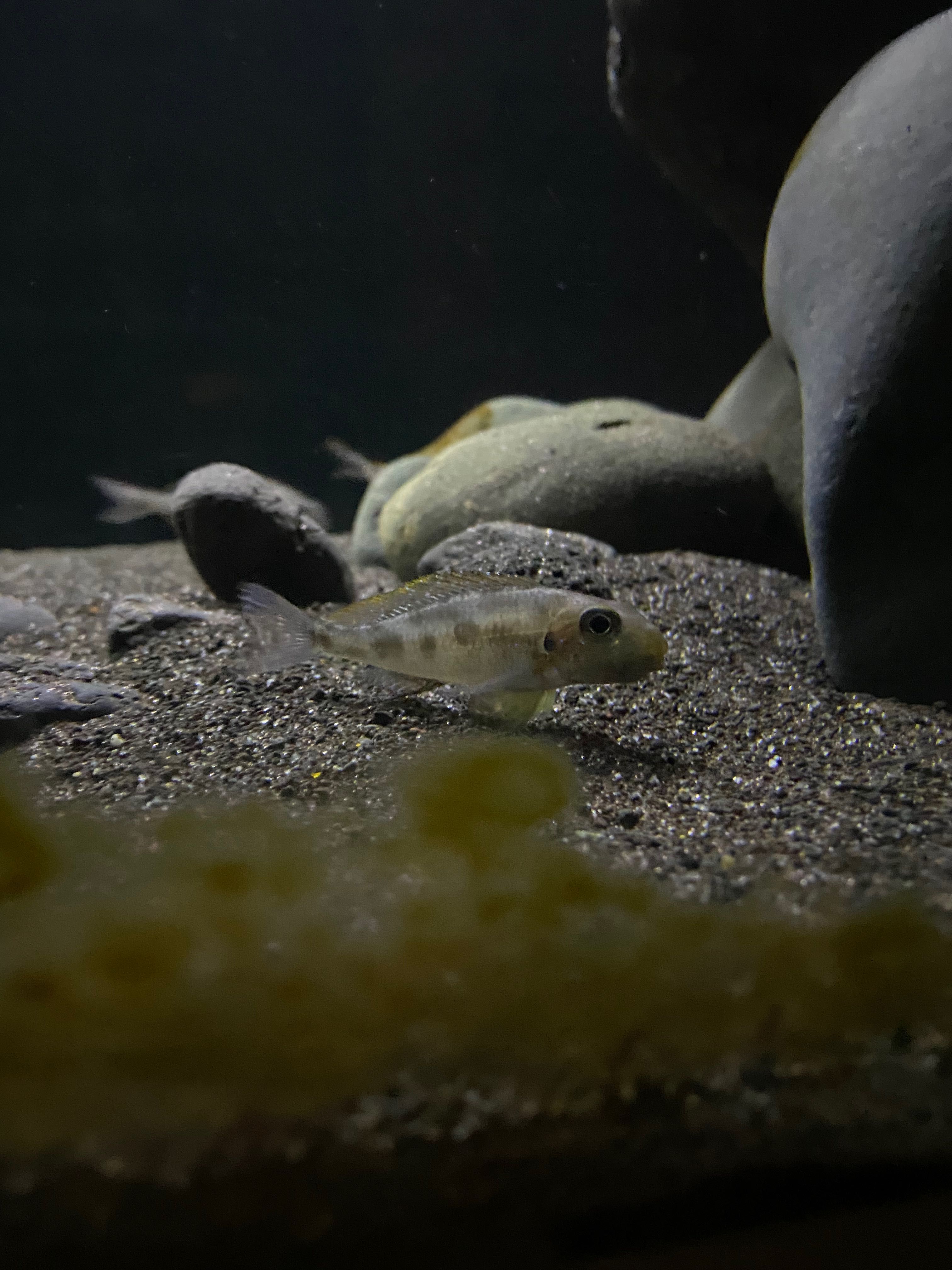 Xenotilapia sp. 'papilio sunflower' Chituta Bay