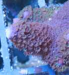 4 Montipora Brazowo Fioletowa Patyk Akwarium Morskie Sps