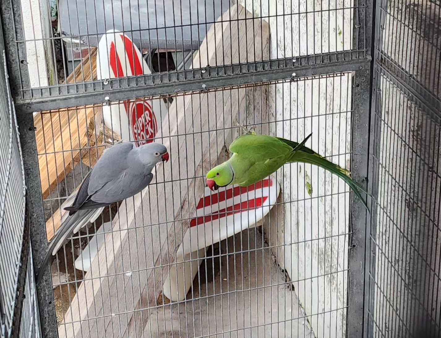 Casal Ring neck verde e cinza